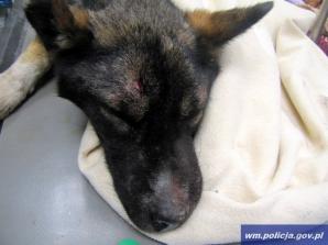 Zagłodzone i skatowane psy spod Elbląga trafiły już w dobre ręce (FOTO)