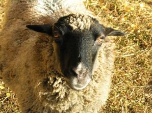 Owce Wrzosówki ruszają do pracy na tereny nadleśnictwa