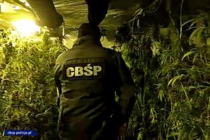 [VIDEO] Funkcjonariusze zlikwidowali plantację konopi, na której rośliny sięgały nawet 2 metrów