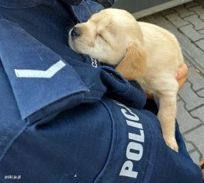 Porzucone szczeniaki znalazły dom wśród kutnowskich policjantów