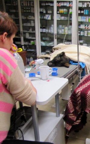 Zagłodzone i skatowane psy spod Elbląga trafiły już w dobre ręce (FOTO)