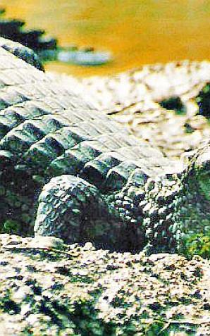 Ministerstwo: Zero tolerancji dla nielegalnego handlu gatunkami zagrożonymi wyginięciem!