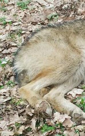 Wilk zdrowieje u leśników na Mazurach 