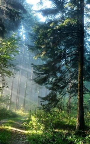 Zagrożenie w lasach na terenie powiatu Kłodzkiego