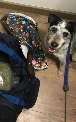 Pomorska KAS i Policja na tropie narkotyków, które ukryte były w kanapie