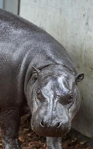 Randka w ciemno w łódzkim ZOO. Samica hipopotama karłowatego zamieszkała w łódzkim ogrodzie zoologicznym