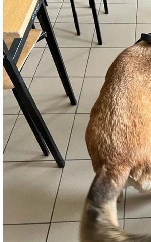 Podczas pokazu w szkole pies policyjny wywąchał narkotyki u 16-latki w plecaku 