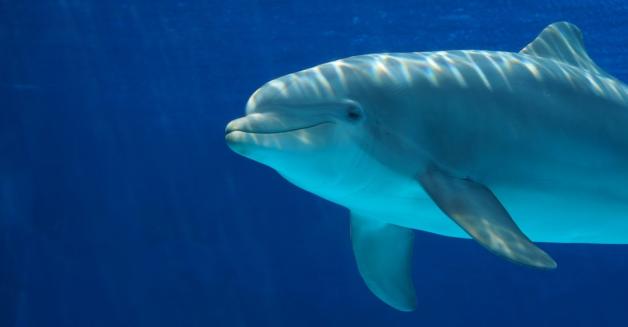 Nie będzie zgody dla komercyjnych delfinariów w Polsce