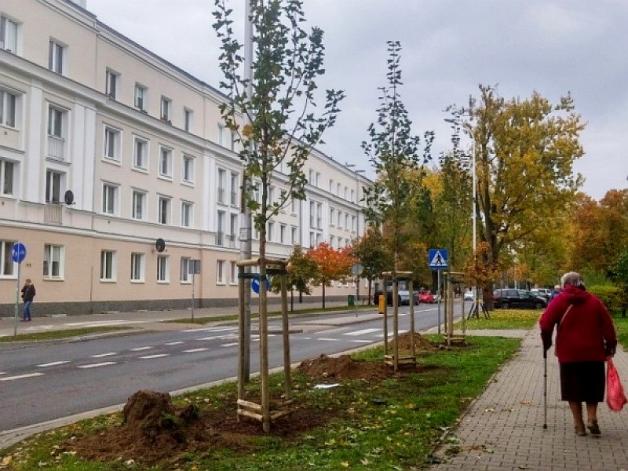 Klony, lipy i wiśnie przy stołecznych ulicach
