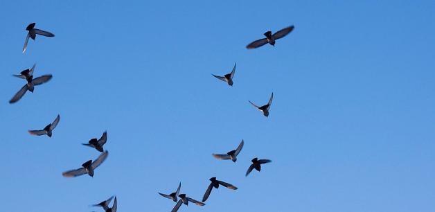 Wielkie liczenie ptaków