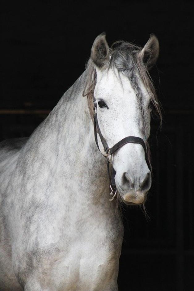 Koń jest trzeźwy i zna drogę do domu - tak tłumaczył się pijany woźnica zatrzymany przez policjantów