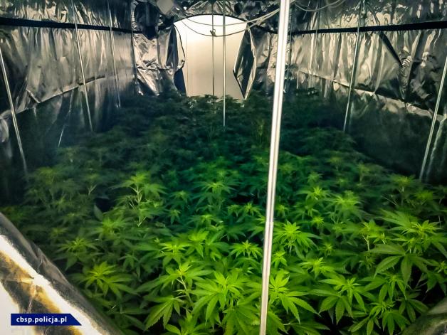 [VIDEO] Rozbity gang tworzył laboratoria narkotyków, plantacje konopi i przemycał narkotyki z Holandii do Polski